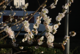 Prunus mume 'Omoi-no-mama' RCP12-2015 (114).JPG